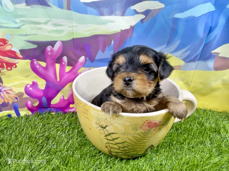 Lil’ Tanisha – Morkie puppy for sale in Cassville, MO