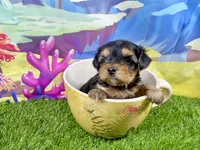 Lil’ Tanisha, a female Morkie for sale in Cassville, MO – 1 of 10