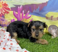 AKC Tcup Sawyer 14 ounces, a male Yorkshire Terrier for sale in Cassville, MO – 4 of 8