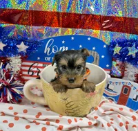 AKC Tcup Skeeter 14 ounces, a male Yorkshire Terrier for sale in Cassville, MO – 5 of 7