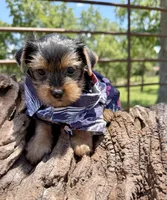 AKC Tcup Sawyer 16 ounces, a male Yorkshire Terrier for sale in Cassville, MO – 4 of 9