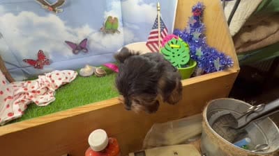 Akc Tcup Sammy 16 ounces, a female Yorkshire Terrier for sale in Cassville, MO – 9 of 10