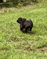Sweet Sassy, a female Miniature Dachshund for sale in Cassville, MO – 3 of 10