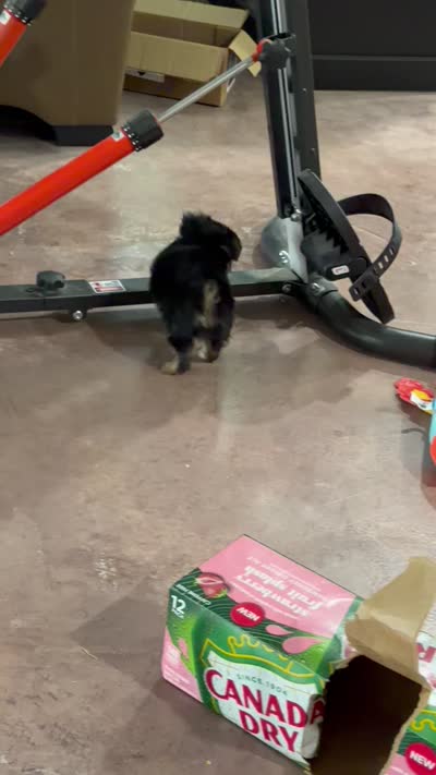 Mr Tibbins, a male Maltese and Yorkshire Terrier for sale in Cassville, MO – 8 of 8