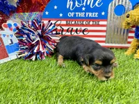 Lil’ Tansy, a female Maltese and Yorkshire Terrier for sale in Cassville, MO – 5 of 7
