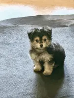 Lil’ Tickles POTTY TRAINED , a female Maltese and Yorkshire Terrier for sale in Cassville, MO – 9 of 10
