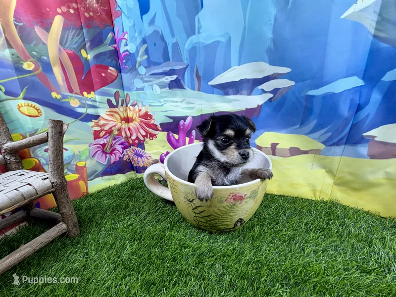 Tcup Tiffany – Morkie puppy for sale in Cassville, MO
