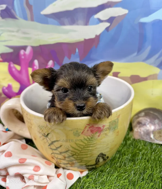 AKC Tiny Tcup Scarlett 9 ounces – Yorkshire Terrier puppy for sale in Cassville, MO