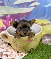 AKC Tiny Tcup Scarlett 9 ounces, a female Yorkshire Terrier for sale in Cassville, MO – 3 of 10