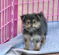 Mr Tibbins POTTY TRAINED, a male Maltese and Yorkshire Terrier for sale in Cassville, MO – 5 of 10