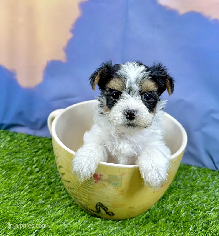 Tiny Parker – Maltese, Yorkshire Terrier puppy for sale in Cassville, MO