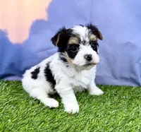 Tiny Parker, a male Maltese and Yorkshire Terrier for sale in Cassville, MO – Photo 7 of 10