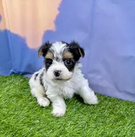 Tiny Parker, a male Maltese and Yorkshire Terrier for sale in Cassville, MO – Photo 4 of 10