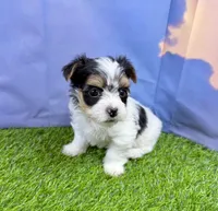 Tiny Parker, a male Maltese and Yorkshire Terrier for sale in Cassville, MO – Photo 8 of 10