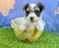 Tiny Parker, a male Maltese and Yorkshire Terrier for sale in Cassville, MO – Photo 6 of 10
