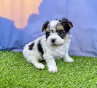 Tiny Parker, a male Maltese and Yorkshire Terrier for sale in Cassville, MO – Photo 10 of 10