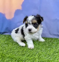 Tiny Parker, a male Maltese and Yorkshire Terrier for sale in Cassville, MO – Photo 9 of 10