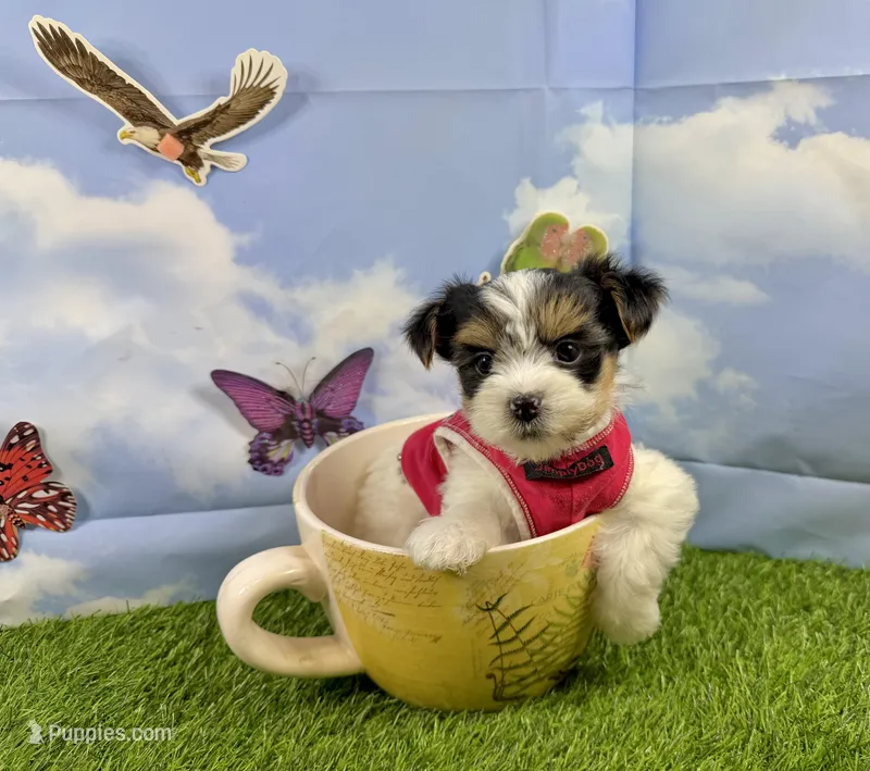Tiny Parker – Maltese, Yorkshire Terrier puppy for sale in Cassville, MO