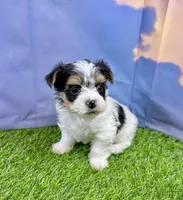 Tiny Parker, a male Maltese and Yorkshire Terrier for sale in Cassville, MO – Photo 3 of 10