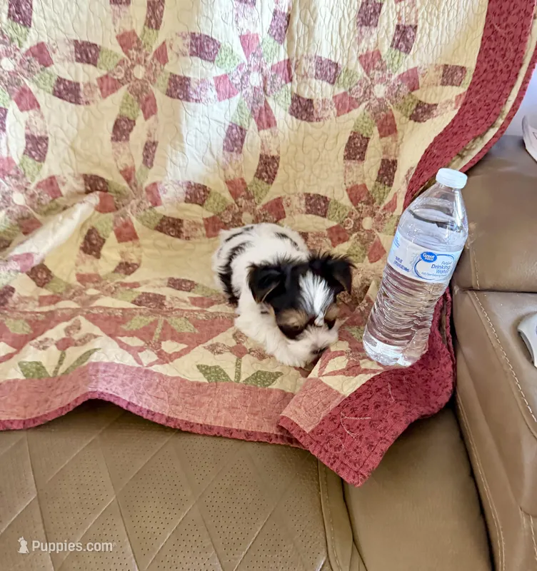 Tiny Parker – Maltese, Yorkshire Terrier puppy for sale in Cassville, MO