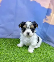 Tiny Parker, a male Maltese and Yorkshire Terrier for sale in Cassville, MO – Photo 2 of 10