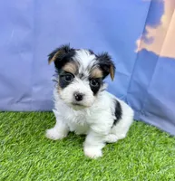 Tiny Parker, a male Maltese and Yorkshire Terrier for sale in Cassville, MO – Photo 5 of 10