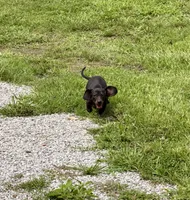 Sweet Sassy, a female Miniature Dachshund for sale in Cassville, MO – 4 of 10