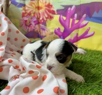 Skeeter, a male Yorkshire Terrier for sale in Cassville, MO – 7 of 10