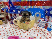 AKC Tcup Smudge 14 ounces, a male Yorkshire Terrier for sale in Cassville, MO – 4 of 7