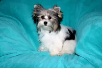 Skeeter, a male Yorkshire Terrier for sale in Cassville, MO – 2 of 10