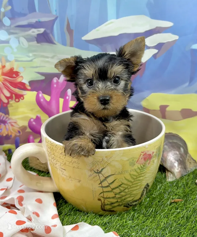 AKC Tcup Skeeter 14 ounces – Yorkshire Terrier puppy for sale in Cassville, MO