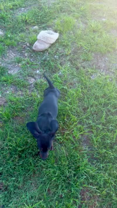 Silly Sassy, a female Miniature Dachshund for sale in Cassville, MO – 5 of 9