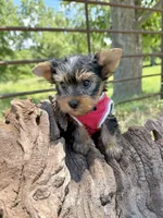AKC Tcup Skeeter 18 ounces, a male Yorkshire Terrier for sale in Cassville, MO – 2 of 9