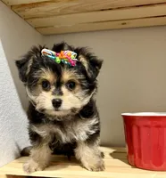 Lil’ Tickles POTTY TRAINED , a female Maltese and Yorkshire Terrier for sale in Cassville, MO – 7 of 10