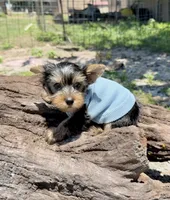 AKC Tcup Skeeter 15 ounces, a male Yorkshire Terrier for sale in Cassville, MO – 5 of 9