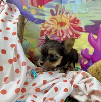 AKC Tiny Tcup Scarlett 9 ounces, a female Yorkshire Terrier for sale in Cassville, MO – 5 of 10