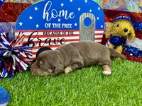 Piper , a female Dachshund and Miniature Dachshund for sale in Cassville, MO – 7 of 9