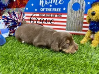 Piper , a female Dachshund and Miniature Dachshund for sale in Cassville, MO – 6 of 9