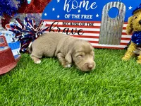 Pickles, a female Dachshund and Miniature Dachshund for sale in Cassville, MO – 6 of 8