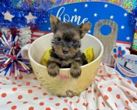 AKC Tiny Tcup Scarlett 7 ounces, a female Yorkshire Terrier for sale in Cassville, MO – 1 of 10