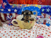 AKC Tcup Smudge 14 ounces, a male Yorkshire Terrier for sale in Cassville, MO – 5 of 7