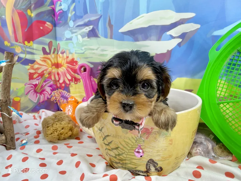 Lil’ Tanisha – Morkie puppy for sale in Cassville, MO