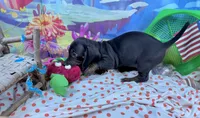Sweet Sassy, a female Miniature Dachshund for sale in Cassville, MO – 5 of 10