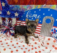 AKC Tiny Tcup Scarlett 7 ounces, a female Yorkshire Terrier for sale in Cassville, MO – 10 of 10