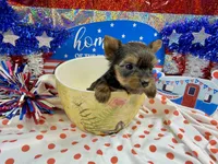 AKC Tiny Tcup Scarlett 7 ounces, a female Yorkshire Terrier for sale in Cassville, MO – 7 of 10