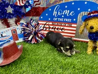 Tcup Tickles, a female Maltese and Yorkshire Terrier for sale in Cassville, MO – 6 of 7
