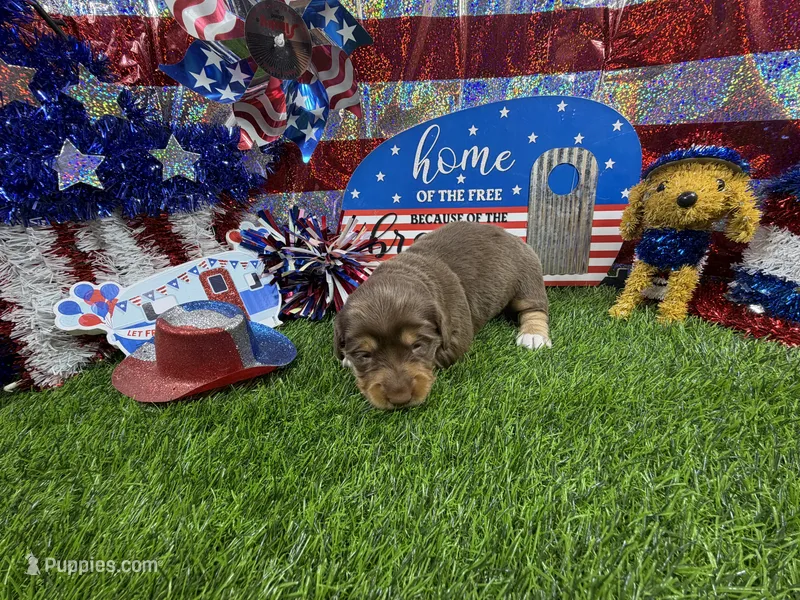 Piper  – Dachshund, Miniature Dachshund puppy for sale in Cassville, MO