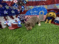 Piper , a female Dachshund and Miniature Dachshund for sale in Cassville, MO – 1 of 9