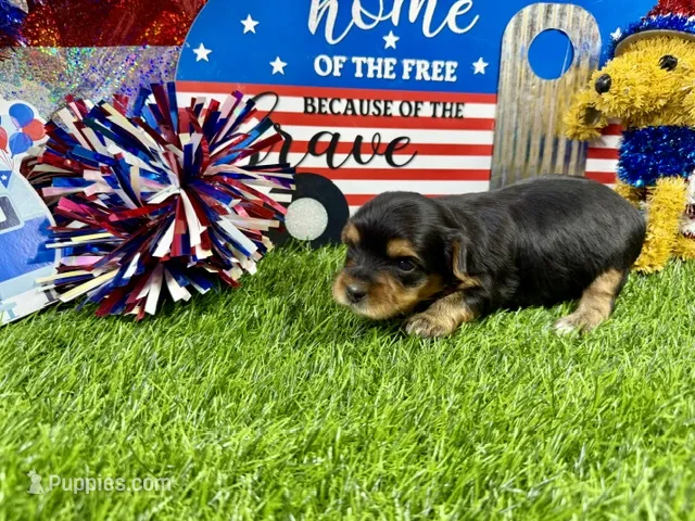 Lil’ Tansy – Maltese, Yorkshire Terrier puppy for sale in Cassville, MO