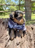 AKC Tcup Sawyer 16 ounces, a male Yorkshire Terrier for sale in Cassville, MO – 2 of 9